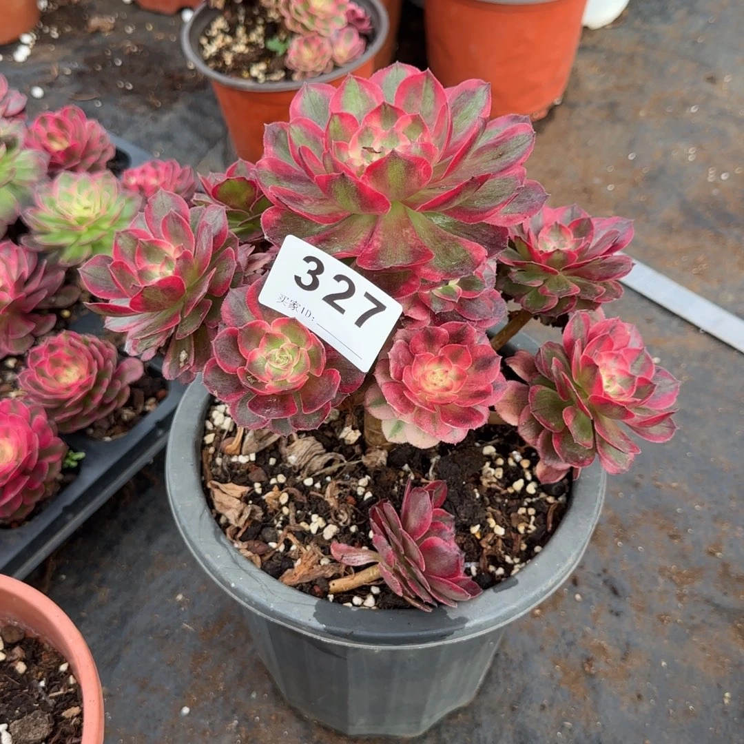 精品多肉植物0327