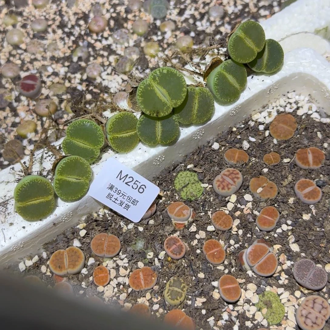 小****禾256多肉哈哈哈哈哈