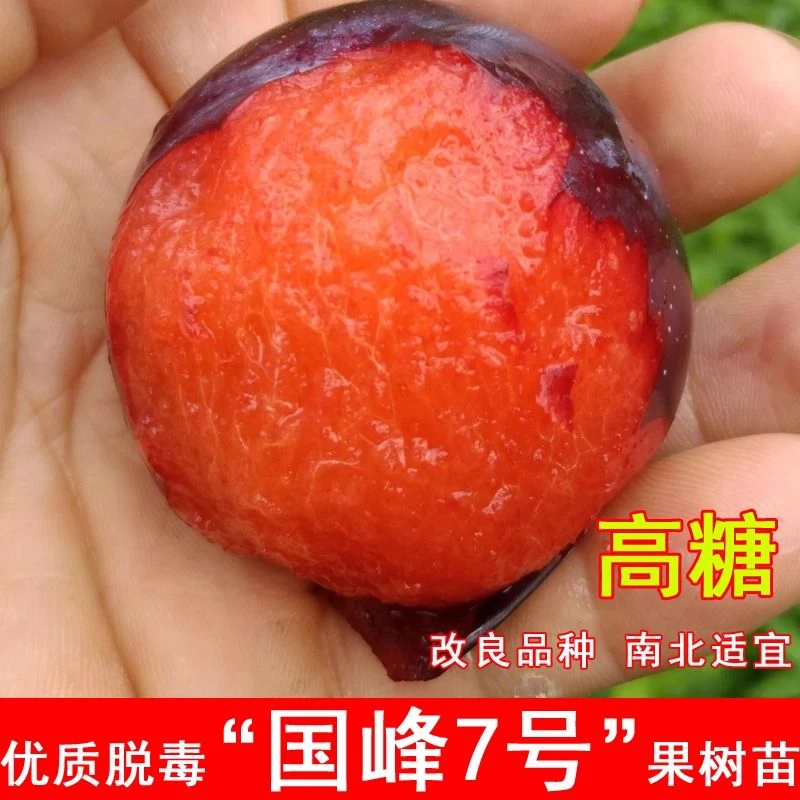 国峰七号李子树苗耐寒晚熟嫁接7号李子苗南北方盆栽地栽当年结果