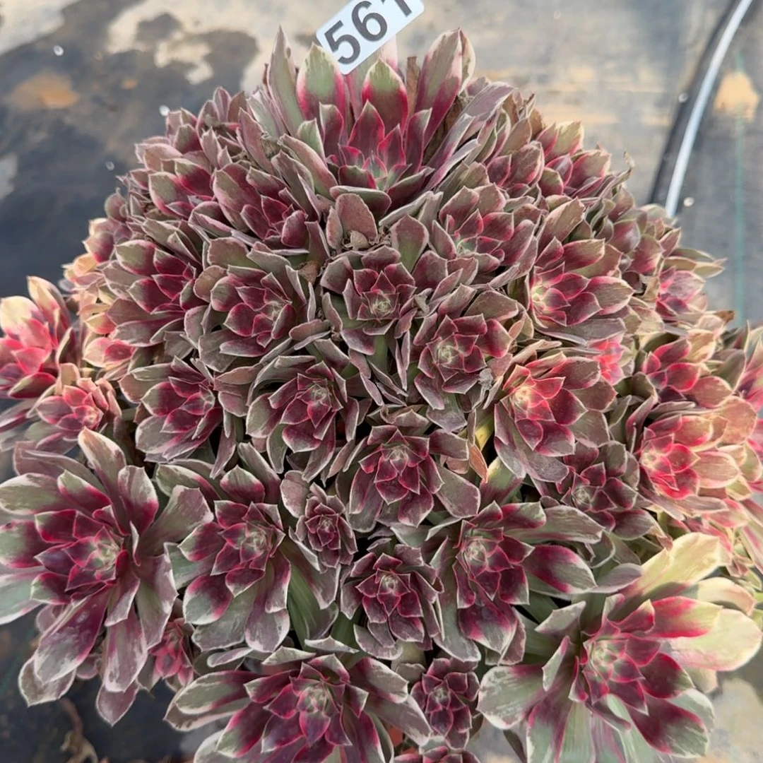 女***花561多肉植物浣纱多肉