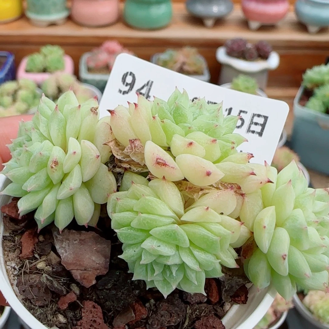 花语逸镜0915-94散