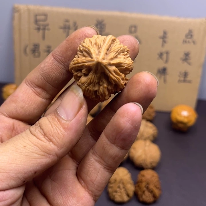 ****菩提籽类文山三棱人奔