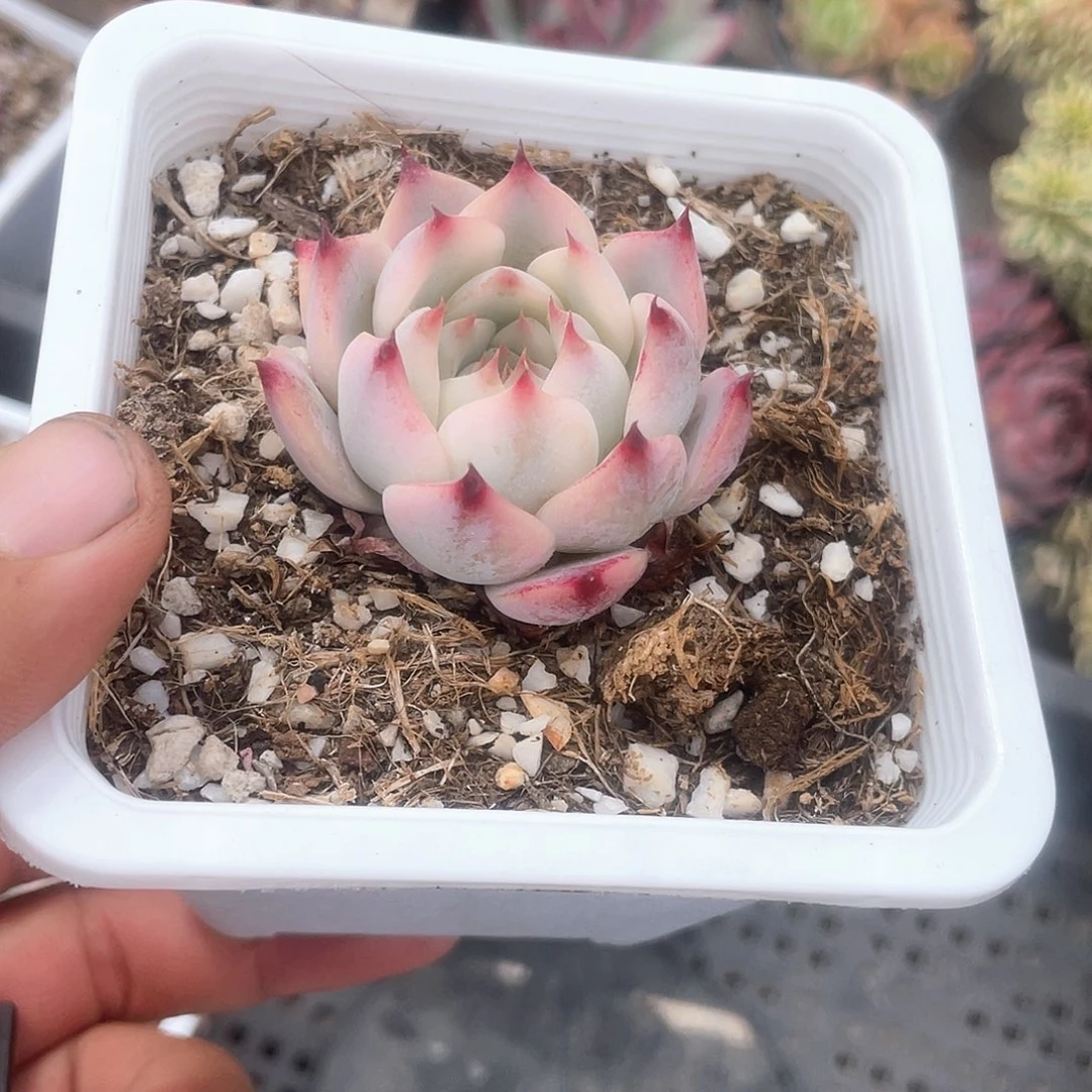 谈*吉娃娃腹轮锦福利带盆发货