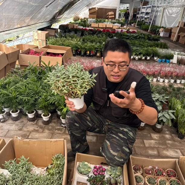 多肉茂盛1盆好养