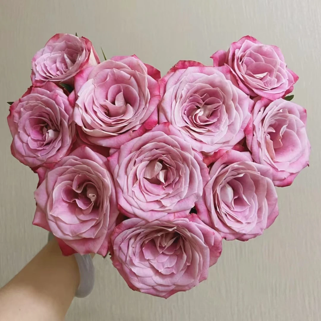 10枝方德荷冠经典艾莉森玫瑰（杆子细花头小）【两单顺丰或京东快递】