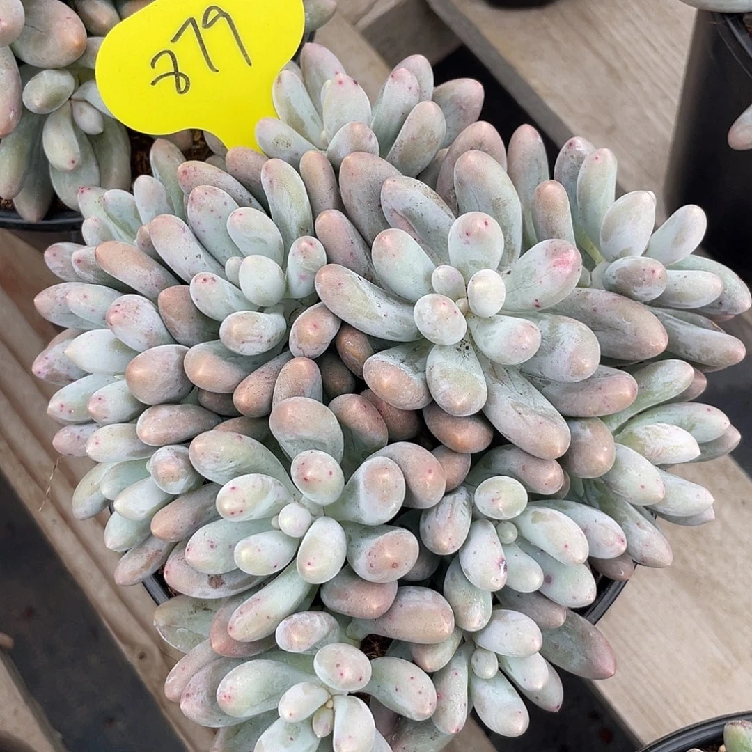 大叶汤圆多肉植物879