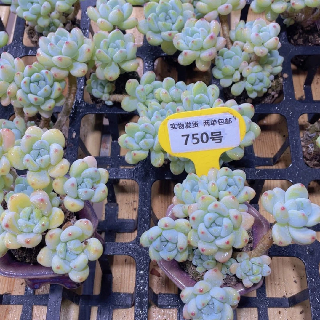 750号 老桩罗琦劳尔大群一个