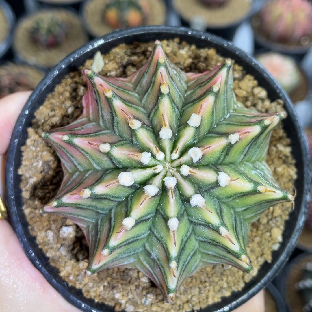 米哈星球00000000301