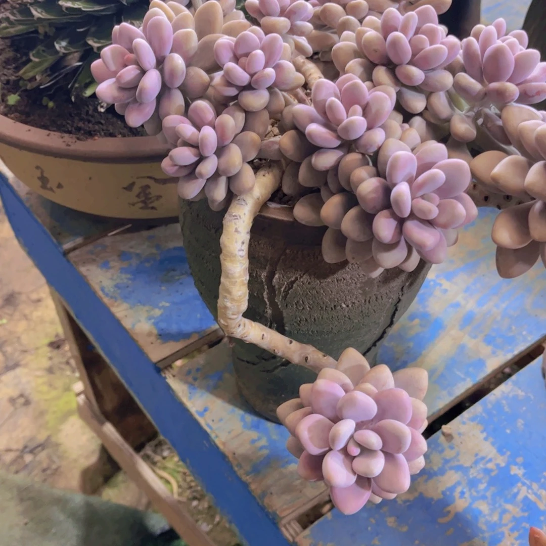 健***娘多肉植物保护研究所所长一
