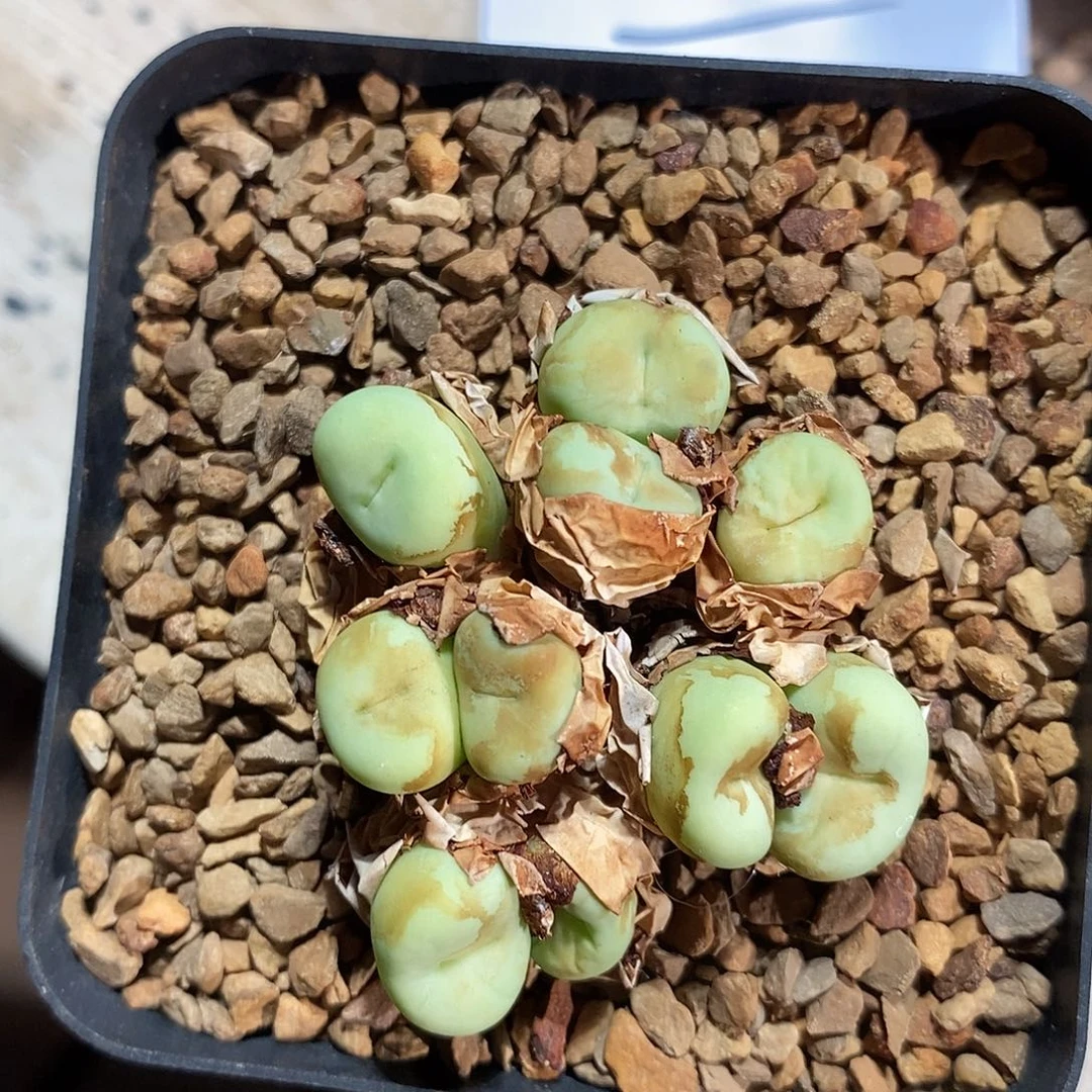 19319。  红嘴一颗。