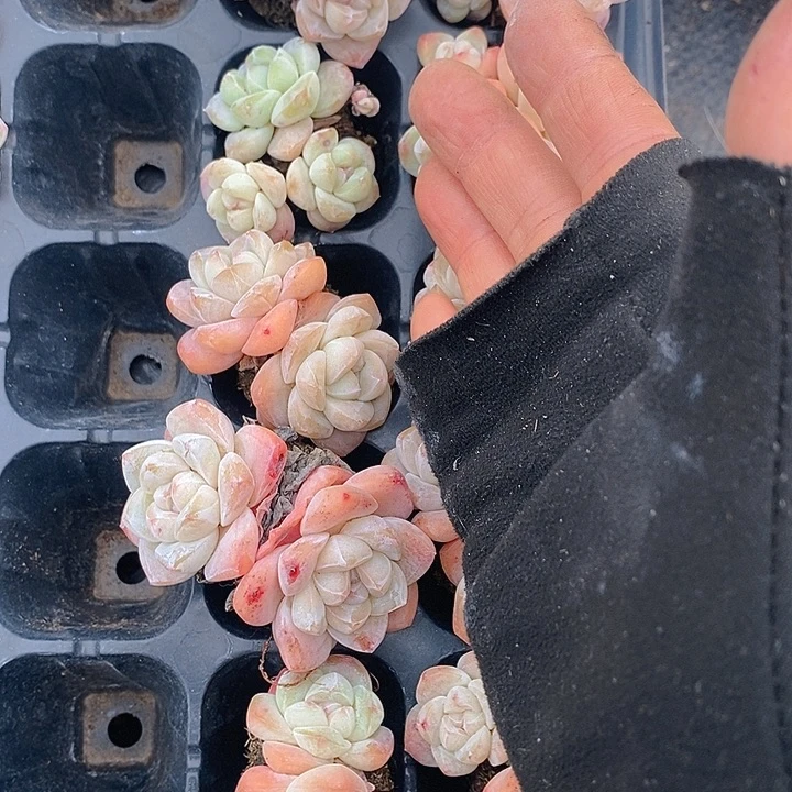 204 多肉植物盆栽花卉植物