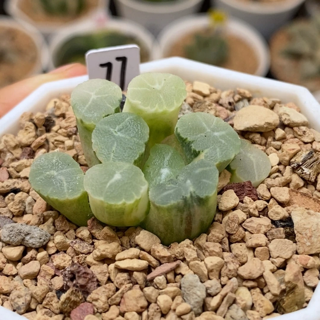 77糊斑万象多肉植物