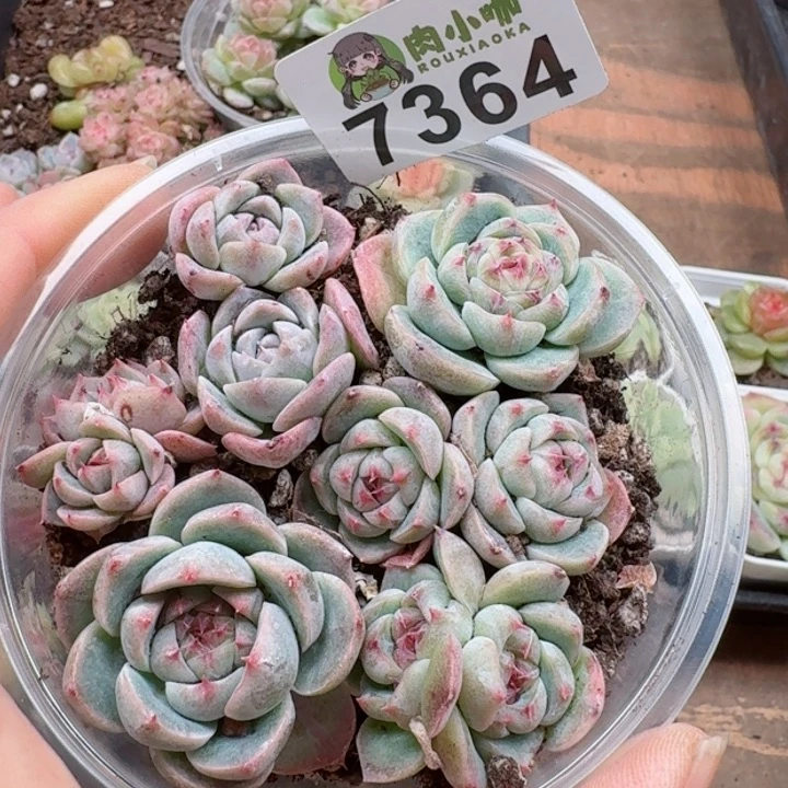 多肉植物多肉植物