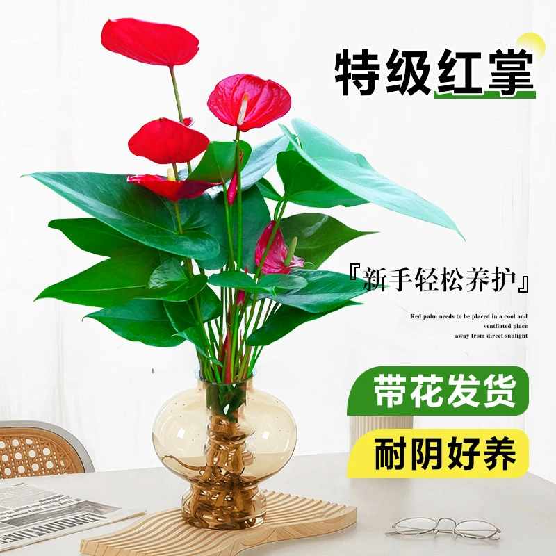 水培红掌盆栽带花易活四季开花卉绿植物室内办公室好养