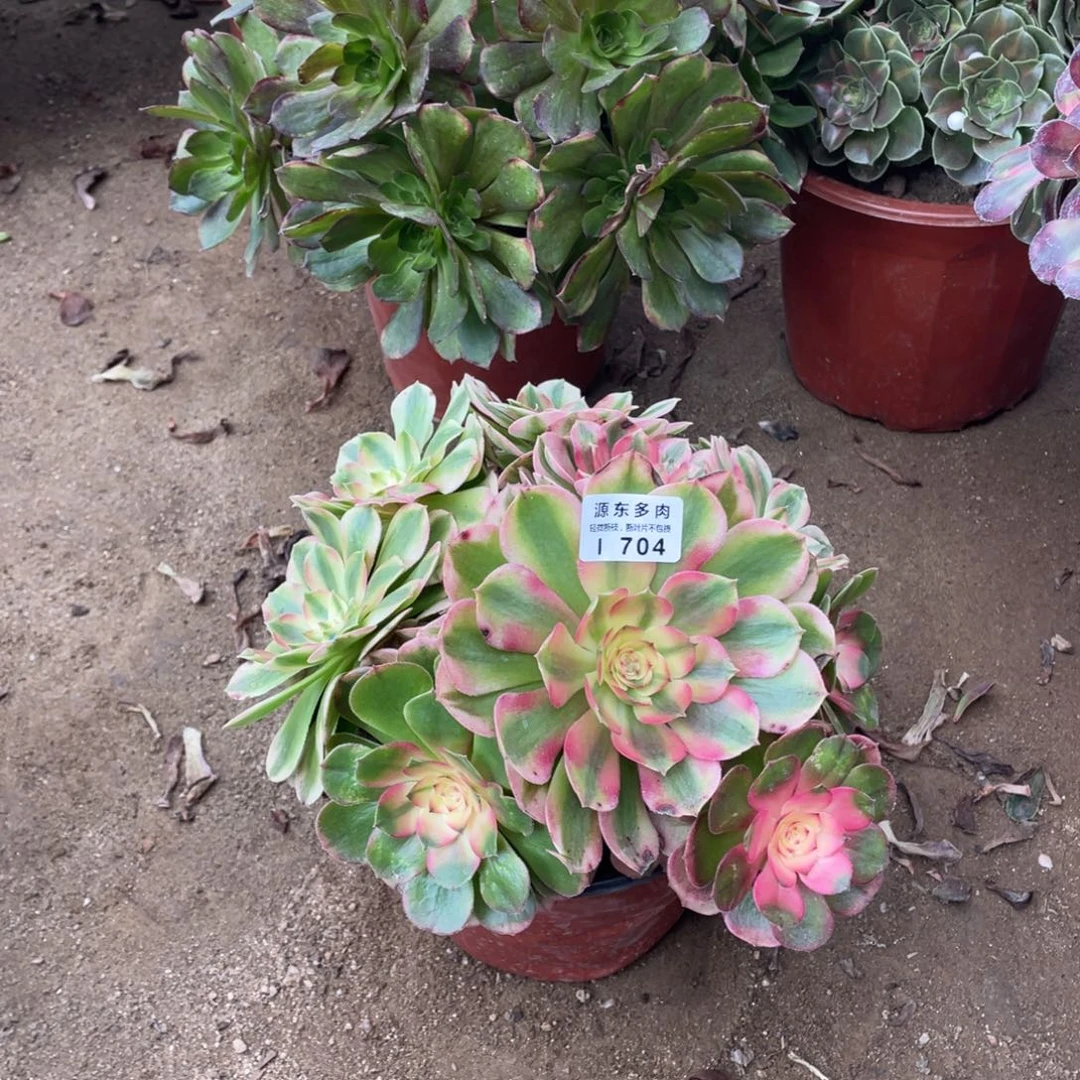 704荔枝多肉法师断枝不包