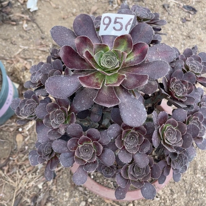 无花朵956多肉植物黑豆