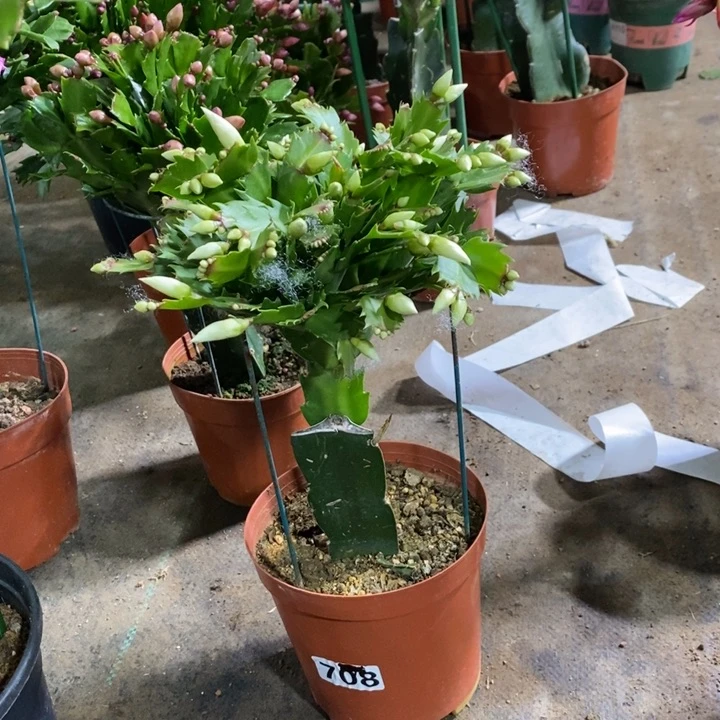 大部分花苞少量开放708白玛丽