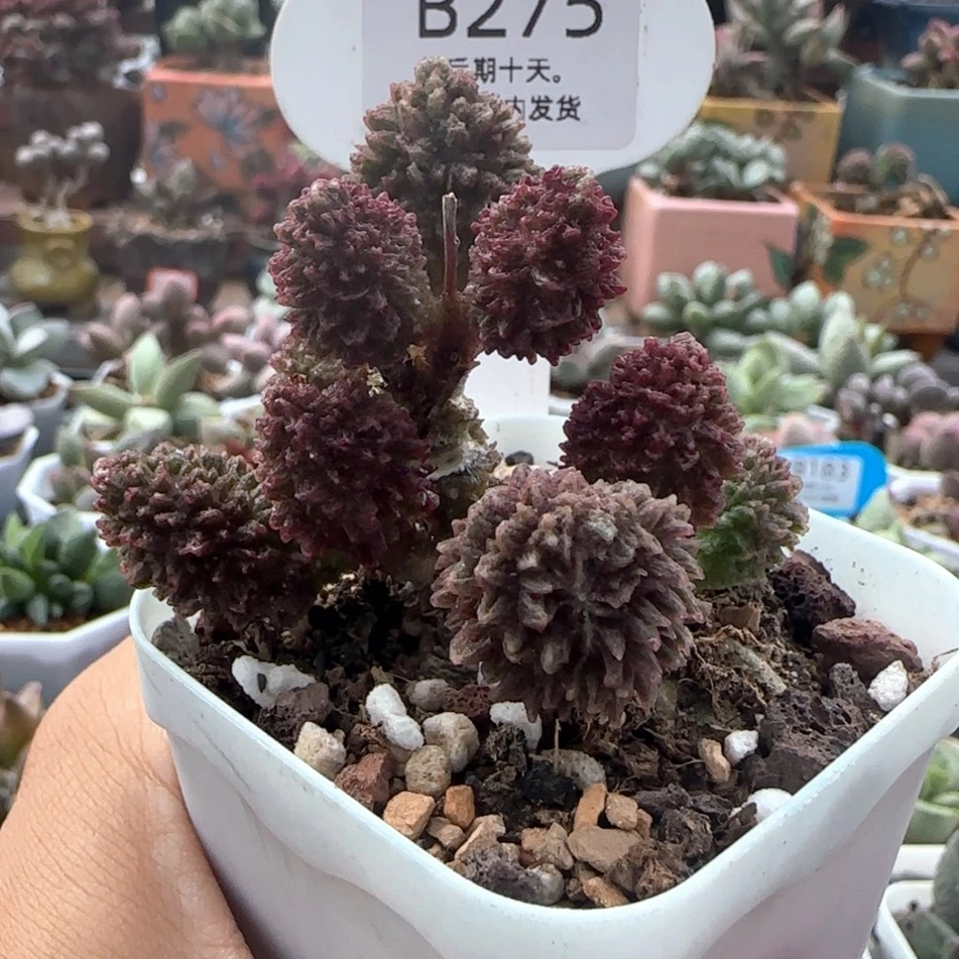 朱紫玉。   275。