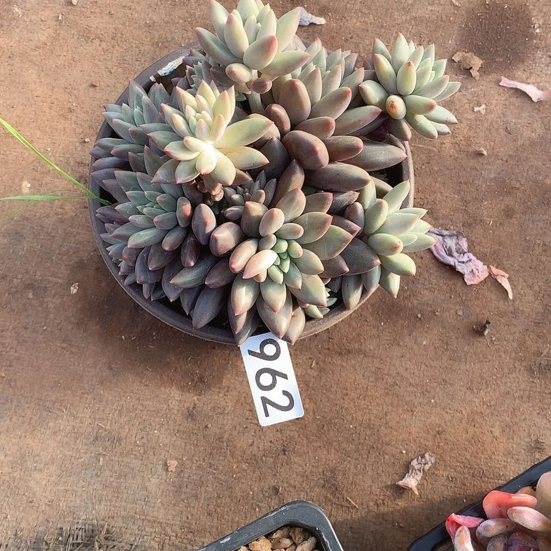 962水晶球 一物一拍多肉