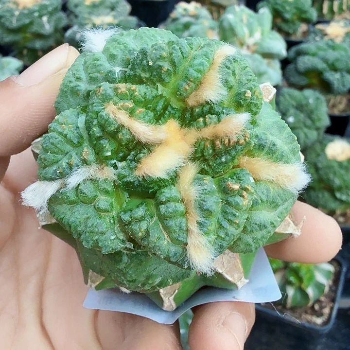 无花朵621蓝白肌龟甲牡丹