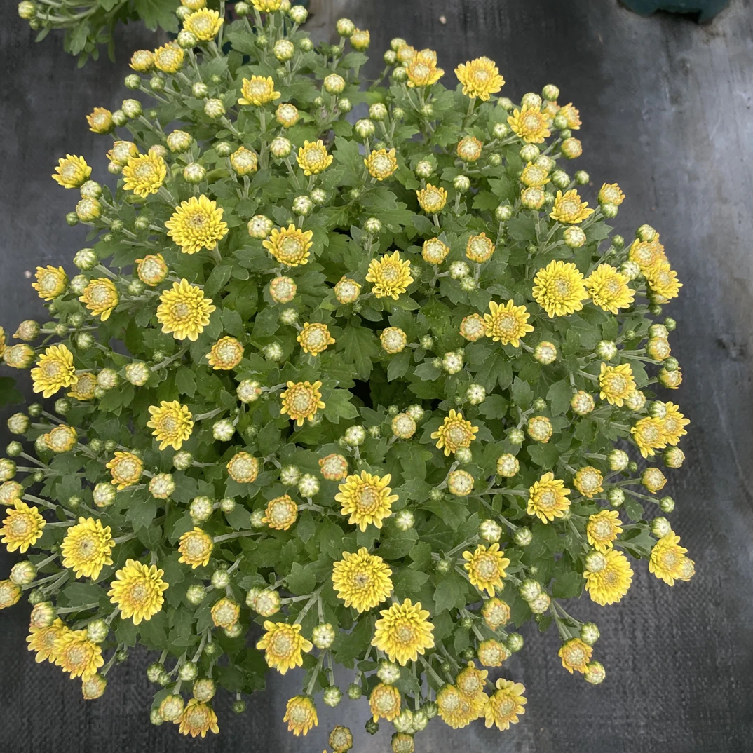 （金玉满堂）球菊多年生宿根花卉耐寒耐热