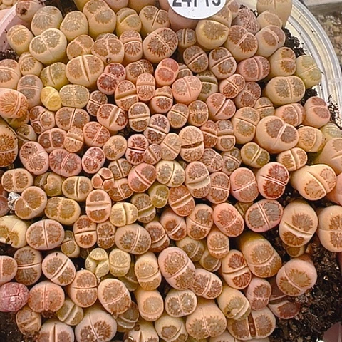 【闪购商品】平*24713