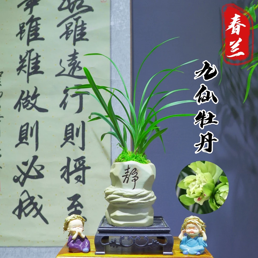 春兰[九仙牡丹]带盆种好适合新手好养易活