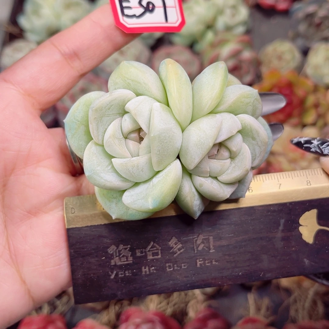 宁*E307一物一拍 雪球珍妮