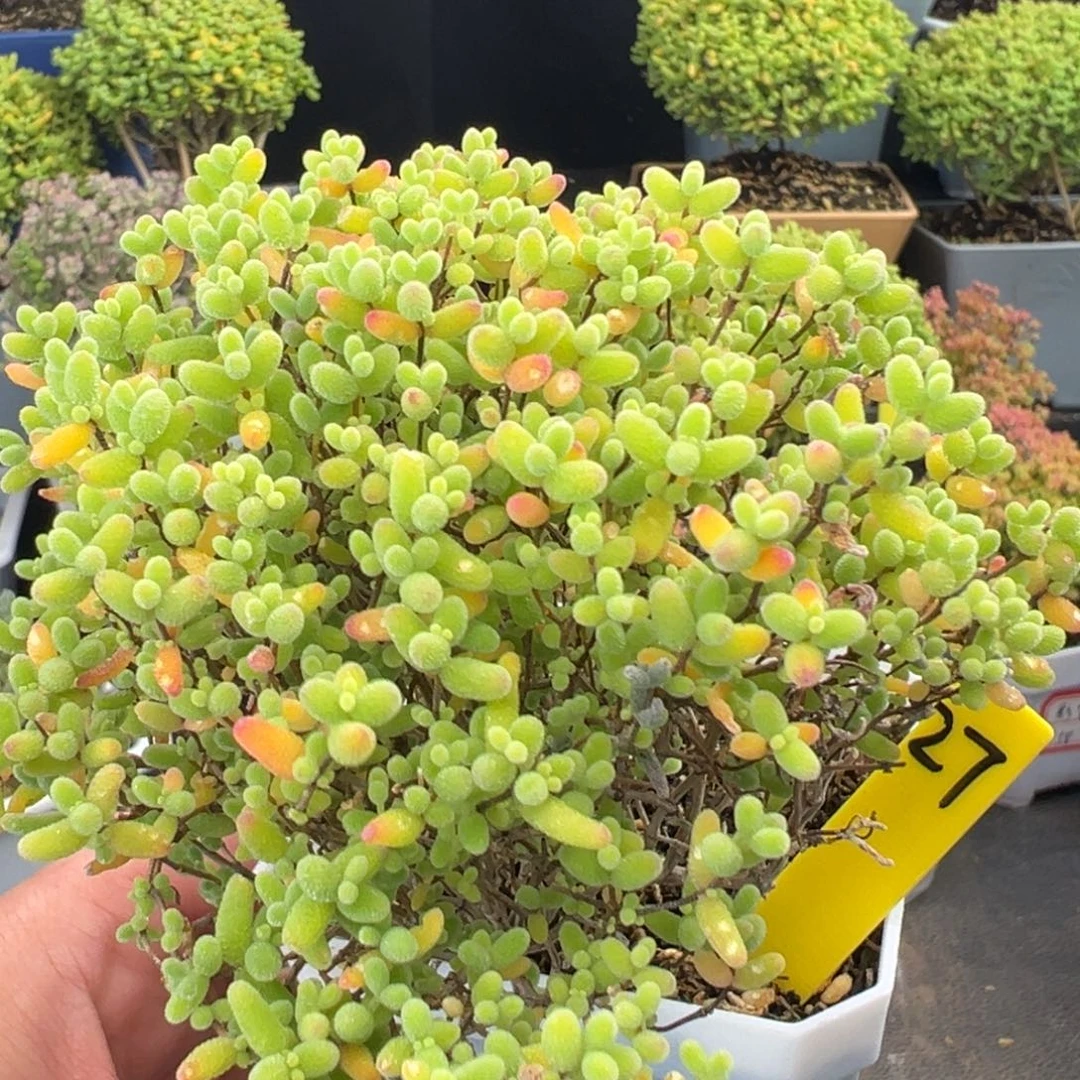 蜜橘小树27号6.5cm盆