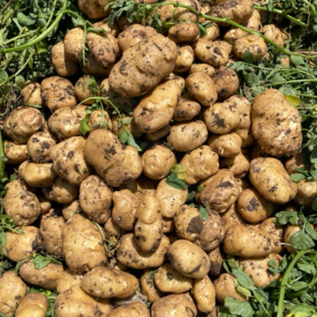 贵州威宁黄皮黄心2025新鲜现挖老品种米拉洋芋