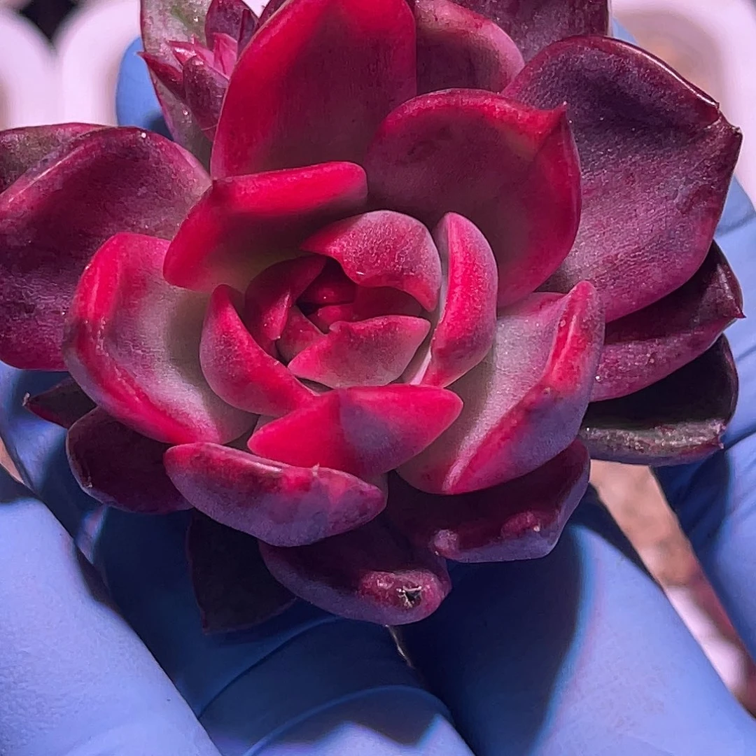 尚品园艺福利锦头盖8465