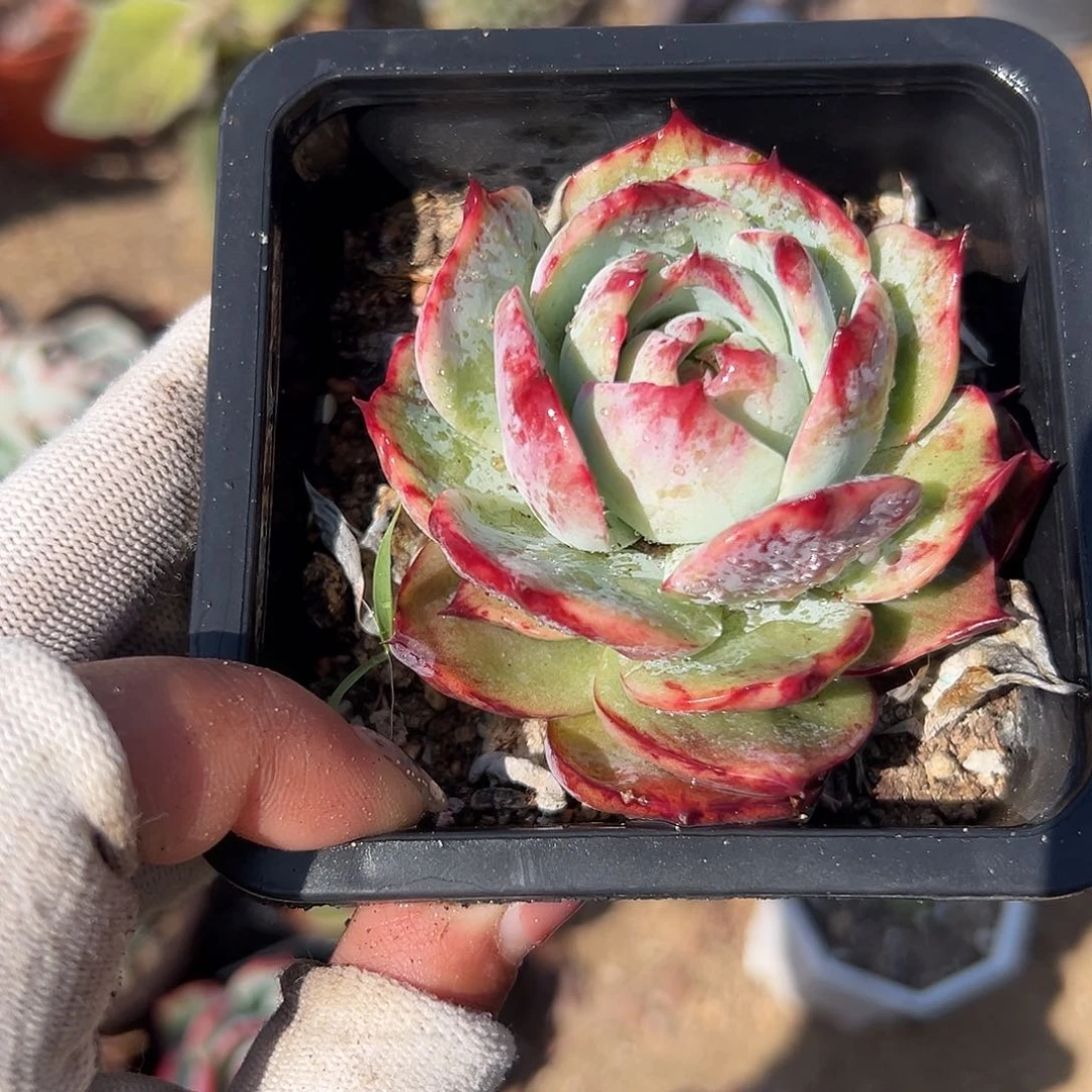 多肉植物惊鸿仙子