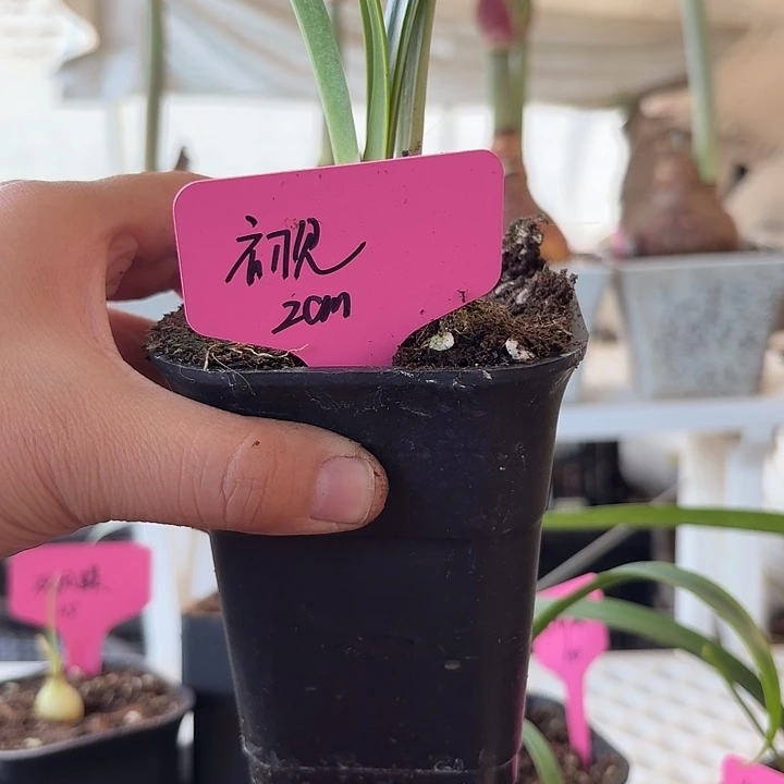 无花朵初见直径2cm