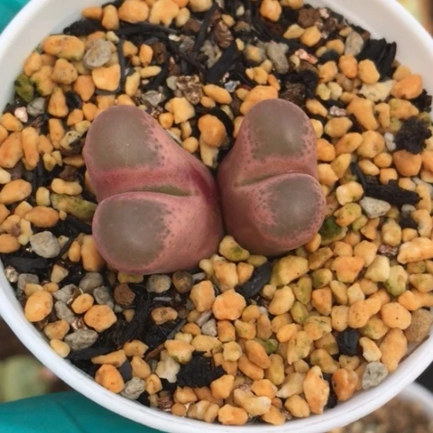 多肉肉锥 紫红风铃