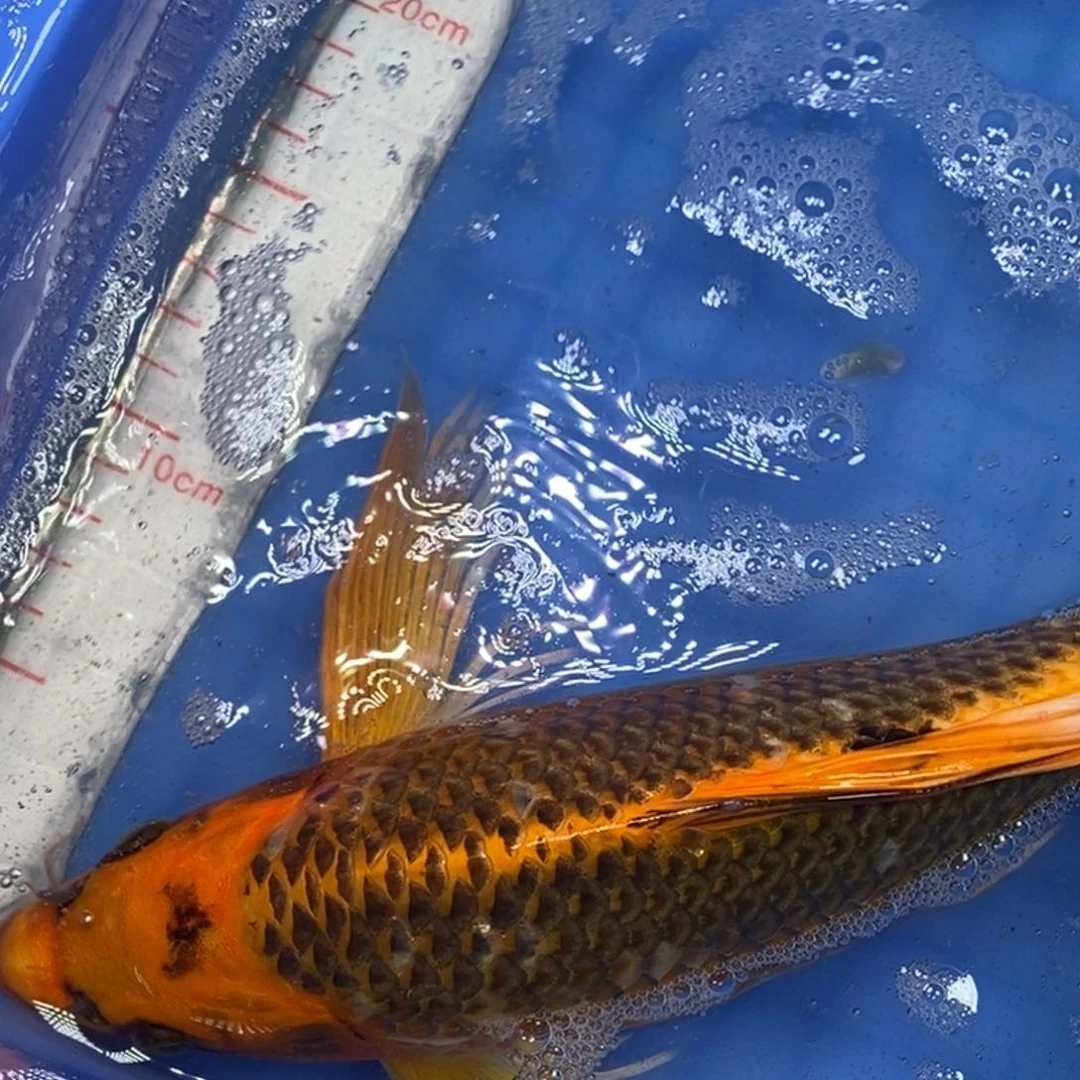 锦鲤冷水锦鲤包邮