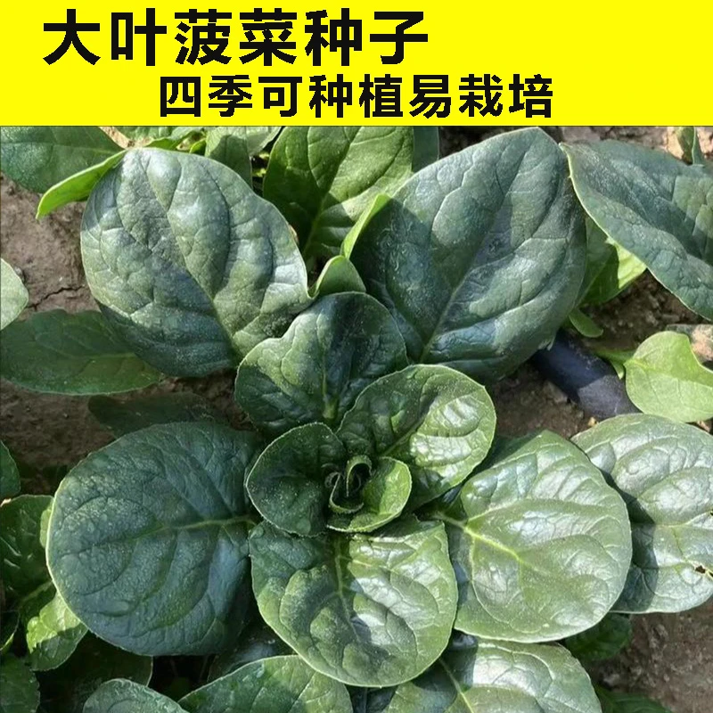 大叶菠菜种子四季蔬菜冬季籽种冬天种籽耐寒菜种盆栽波菜孑菜籽子