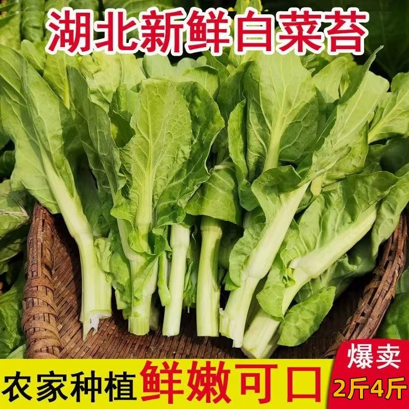 湖北天门特产新鲜白菜苔菜心嫩绿时令蔬菜农家现摘青菜苔2斤4斤
