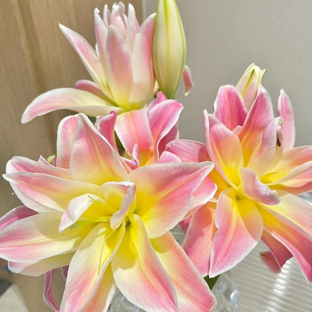 乔乔花屋 1球彩虹糖14/16cm重瓣香水百合球四季种 不带盆土现货