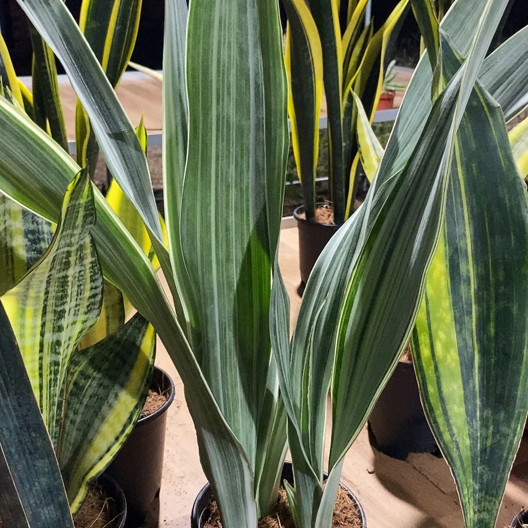 屁****无花朵雪纹蓝龙虎皮兰