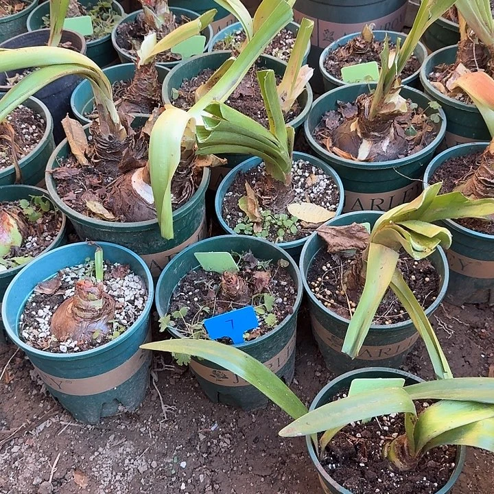 7号，直播间样品混球，一颗，不包单重瓣