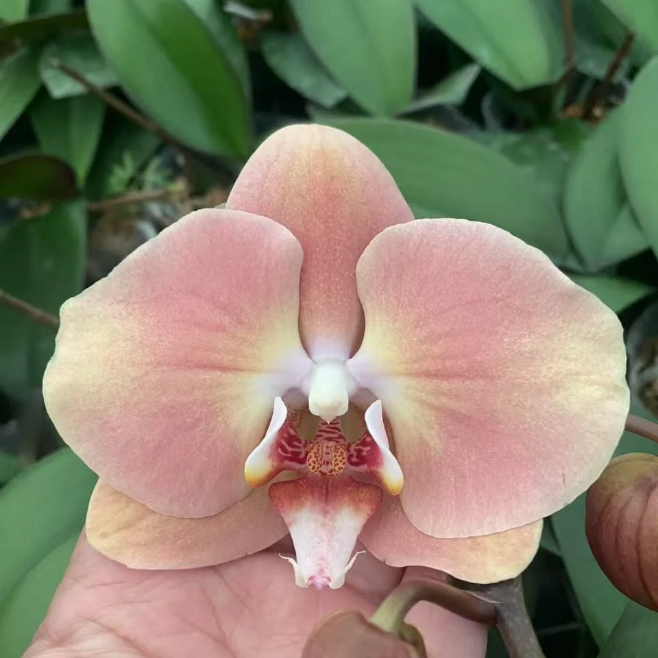 蝴蝶兰苗【大白纱】大花型，3.0寸加高杯，单花剑未开花
