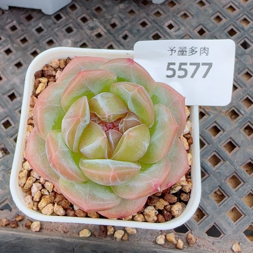 栀子花，5577多肉植物