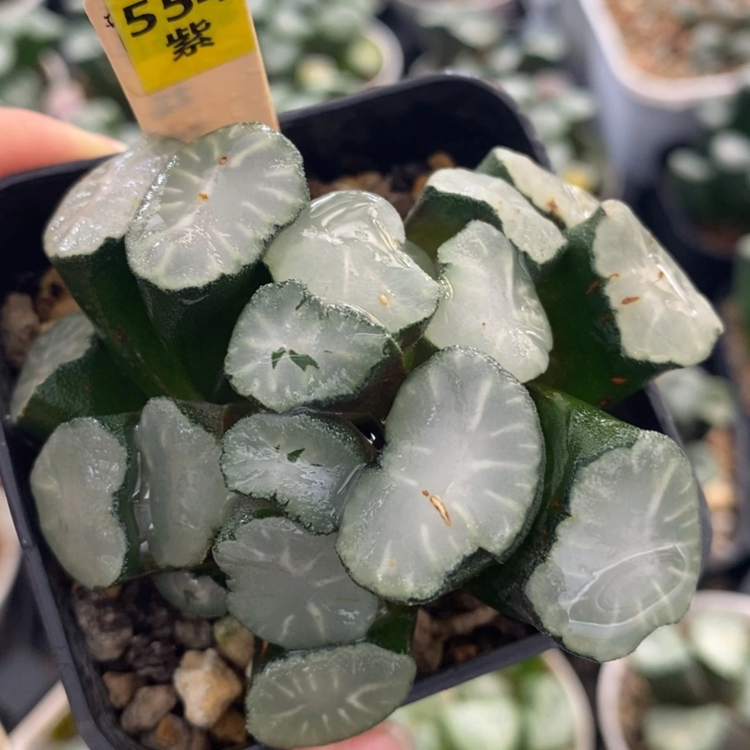 不开花植物554黑白