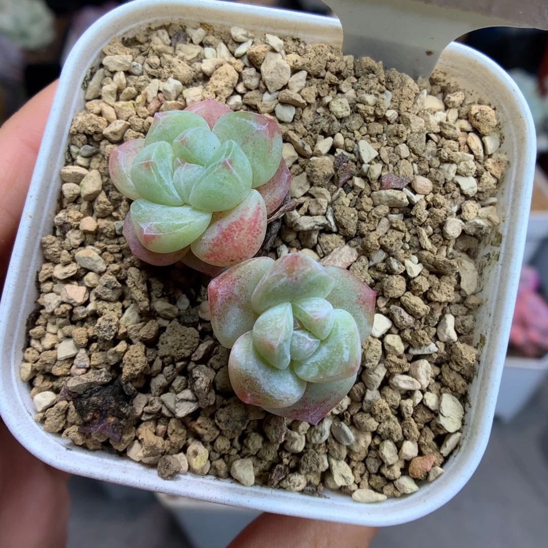 89双头冰玉多肉植物