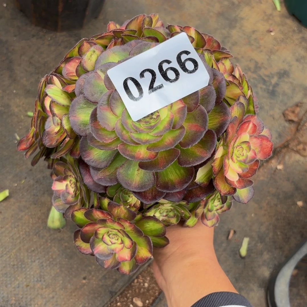 用****20266多肉植物海王七彩