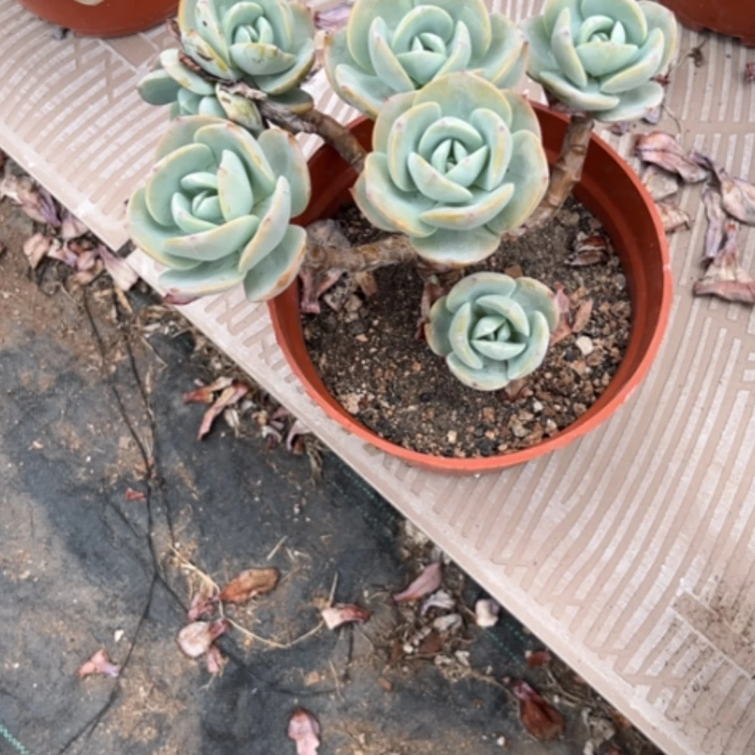 【闪购商品】无花朵未****.