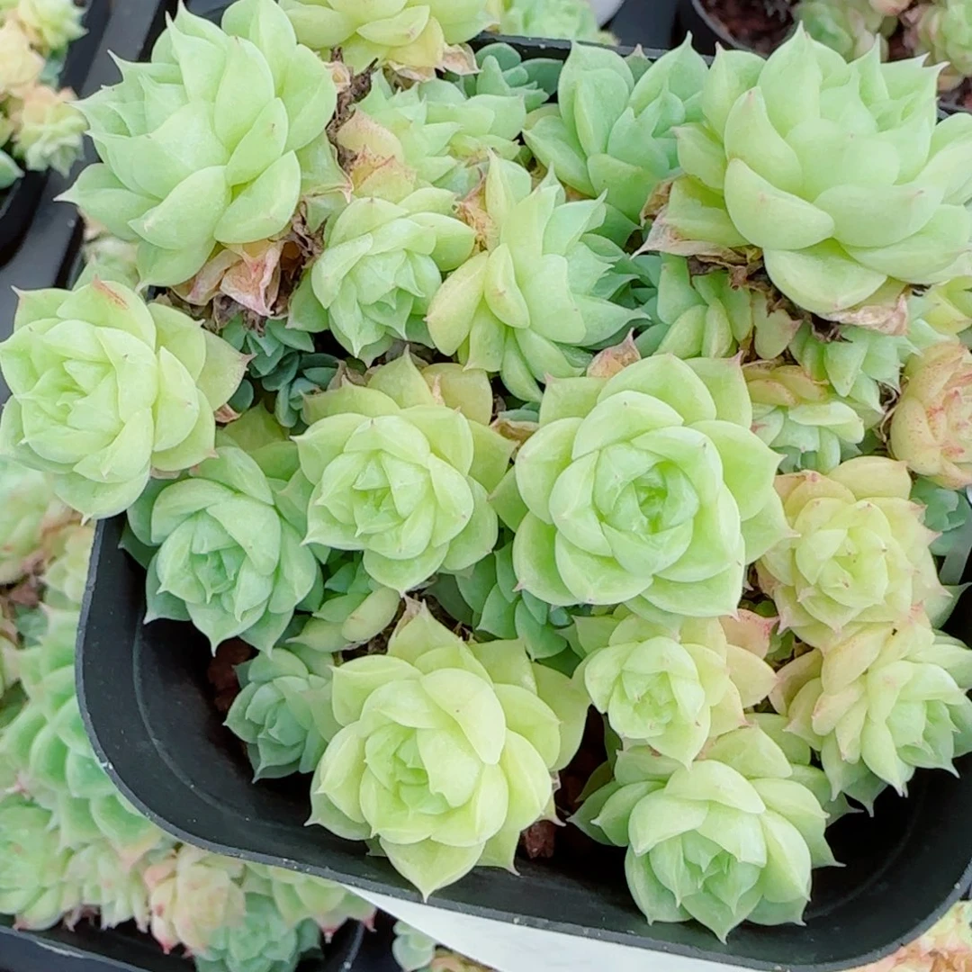 花语逸镜0917-55散