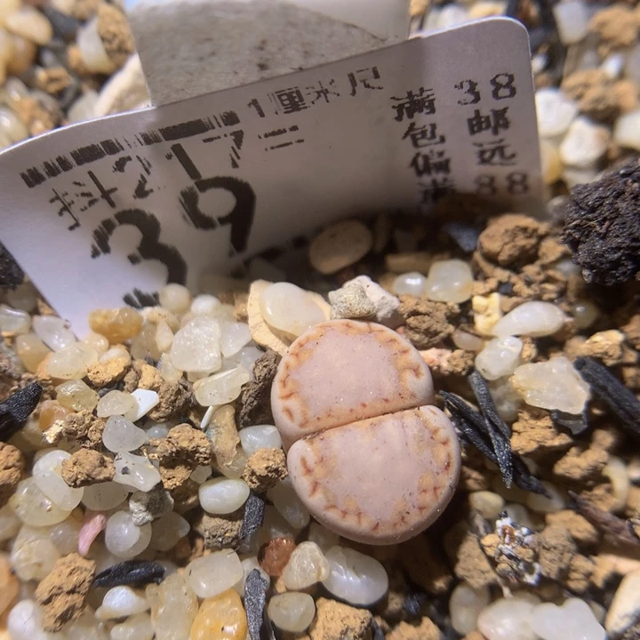 精品生石花217.39全窗