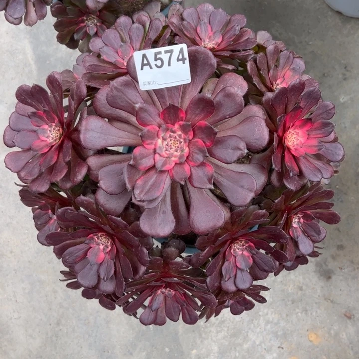 574烟花30厘米左右