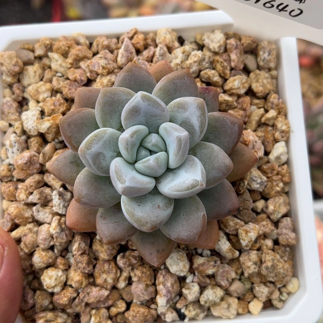 61640美人个体张张张张